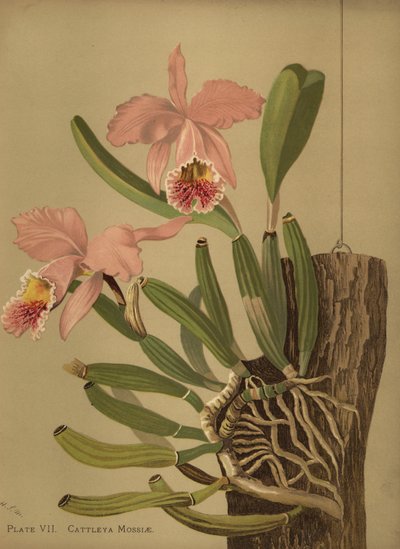Cattleya de musgo o orquídea de Pascua, Cattleya mossiae de Unknown